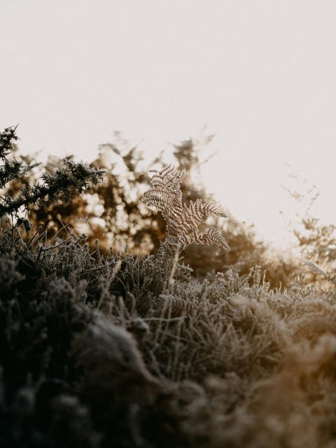 brown grass field during daytime eheo