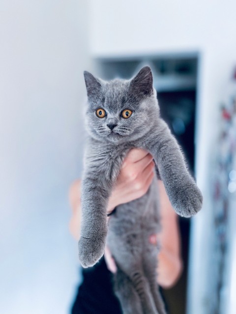 shallow focus photo of russian blue cat