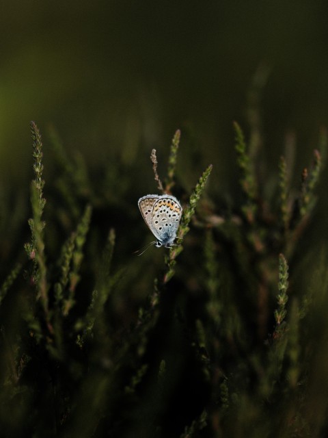 a small blue butterfly sitting on top of a green plant