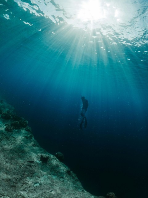 underwater photography of a person in black wet suit