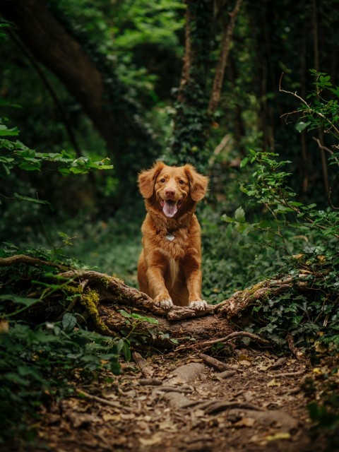 brown short coated dog running on brown soil