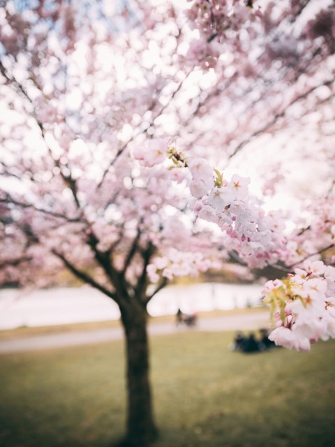 shallow focus of purple tree 7x