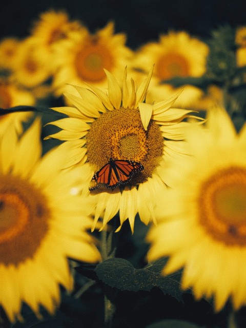 a butterfly sitting on a sunflower in a field