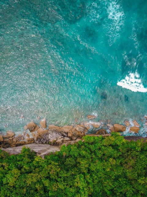 birds eye view of green leafed trees near body of water