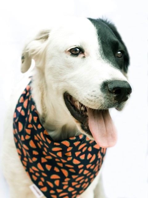 black and white short coated dog