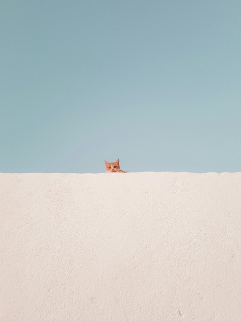 brown tabby cat on concrete roof during daytime