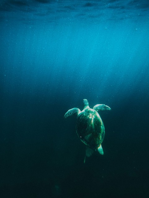 sea turtle under blue sky rdclW