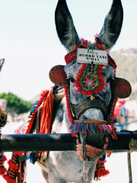 white and black donkey near black bar