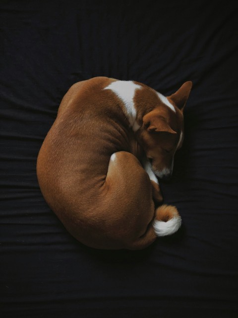 short coated white and brown dog sleeping on black fabric seat