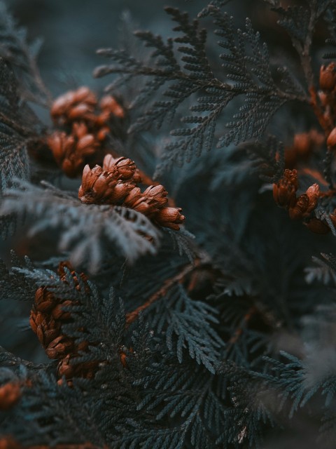 red petaled flowers