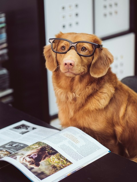 dog sitting in front of book Zqy