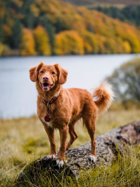 brown short coated dog on green grass field during daytime