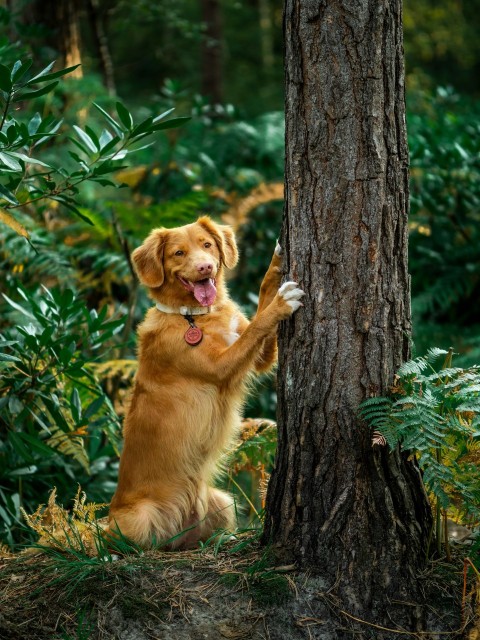 golden retriever lying on green grass beside brown tree trunk during daytime