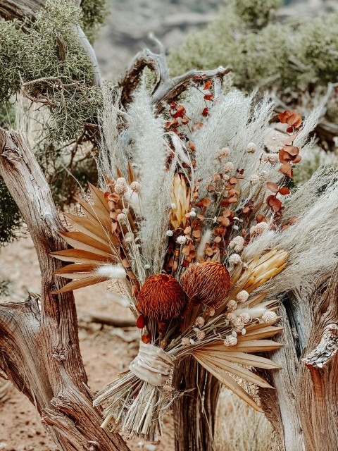 brown and red flower buds