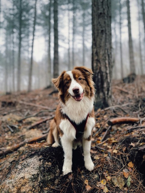 brown and white long coat medium dog on brown tree trunk during daytime