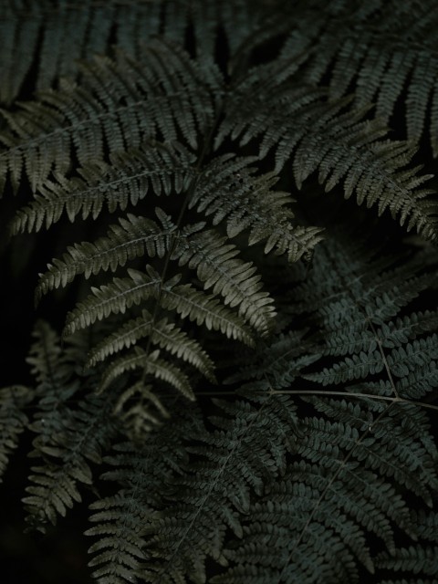 green fern in close up photography e8R5ATqC8