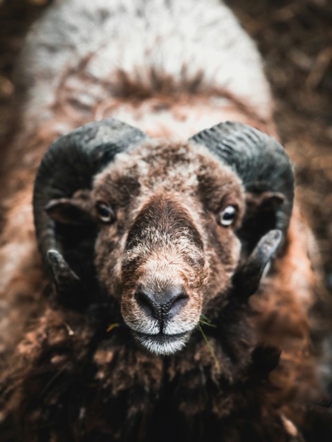 black and white ram animal