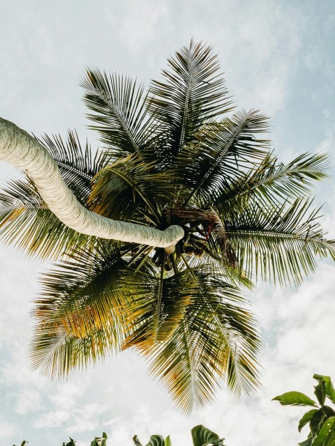 green palm tree under white clouds during daytime