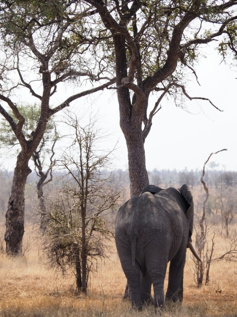 black elephant standing under tree CEgQkbA