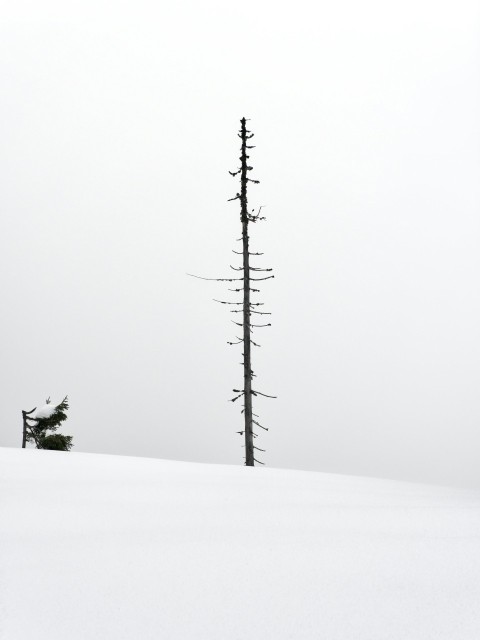 a lone tree in the middle of a snowy field AMVyx