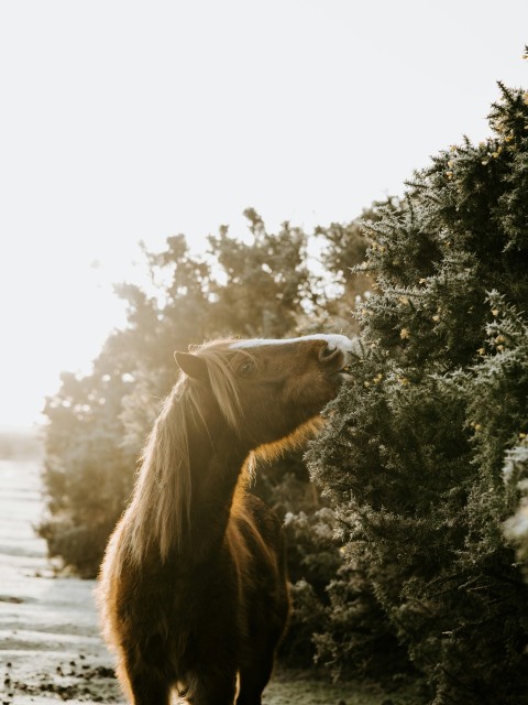 brown horse near body of water and green leaf plants