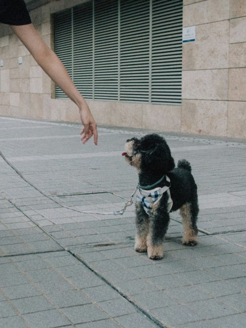 a person walking a dog