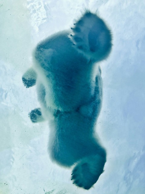 polar bear on body of water c2WnkX7