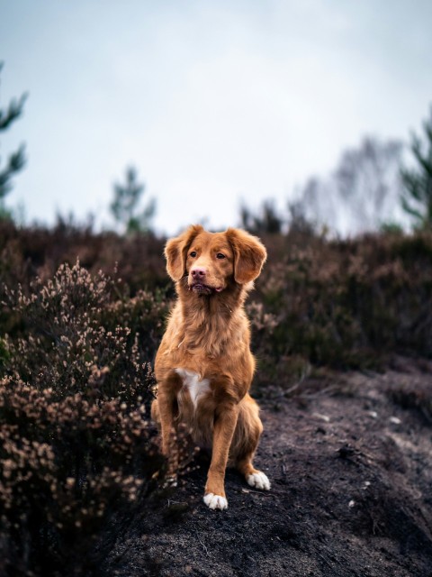 medium coated brown dog near bush during daytime