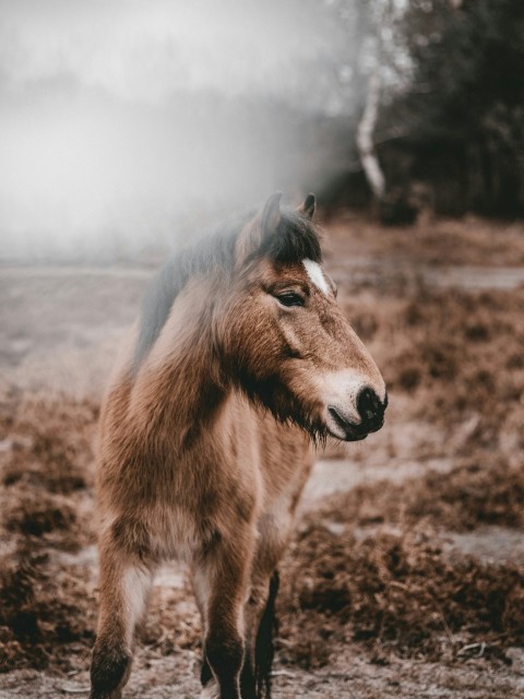 brown pony at daytime TKzn Y9