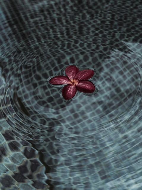 red and black flower in water F_