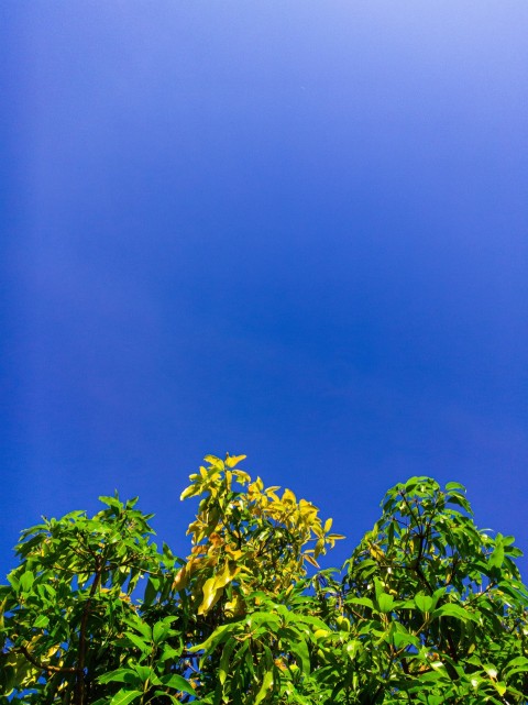 green leafed tree under blue sky