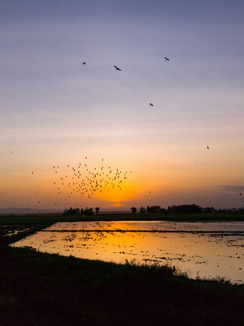 body of water and flock of birds