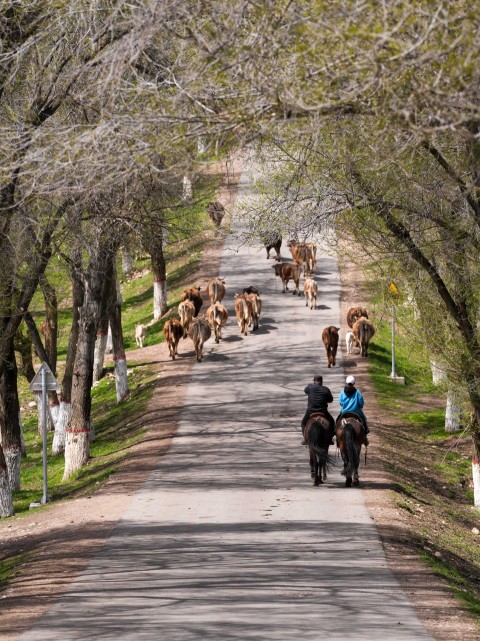 a couple of people riding horses down a road