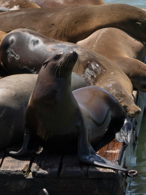 a group of sea lions resting on a dock