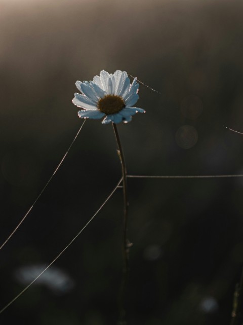 a single blue flower sitting on top of a grass covered field