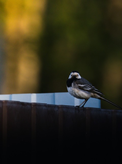 a small bird sitting on top of a wooden fence