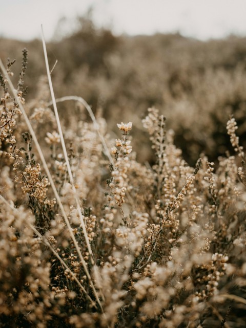 a bunch of plants that are in the grass