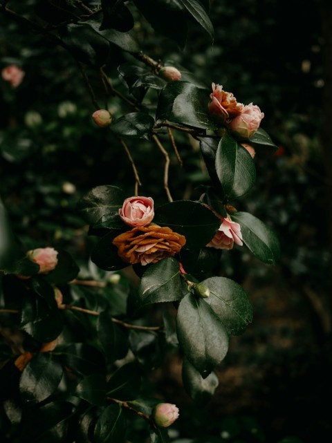 a bunch of flowers that are on a tree