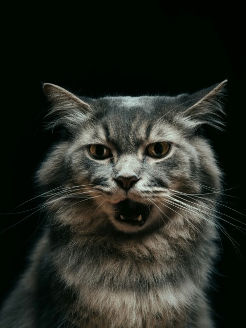 grey and white long fur cat