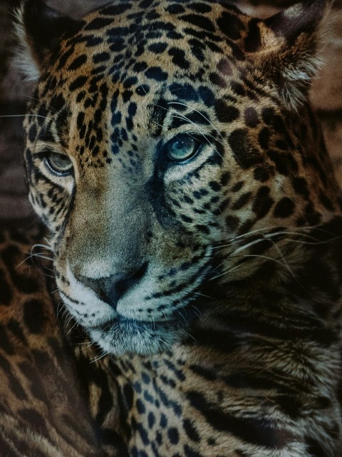 a close up of a leopards face with a blurry background