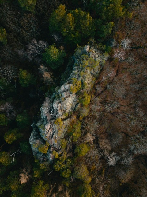 a rocky area with plants growing on it eu25syH