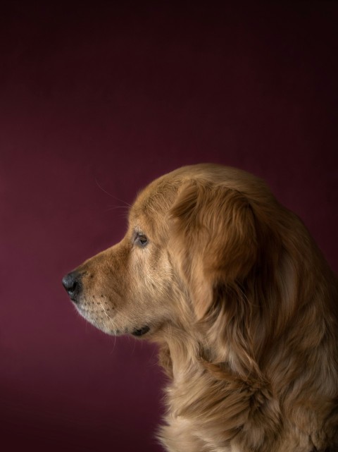 closeup photography of adult golden retriever FhJyV4vo