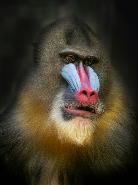 a close up of a monkey with a blue and red nose