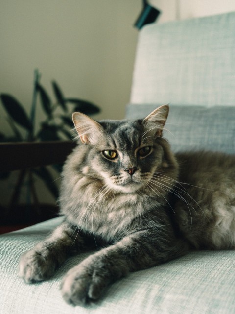 grey and white long fur cat on grey textile 8C