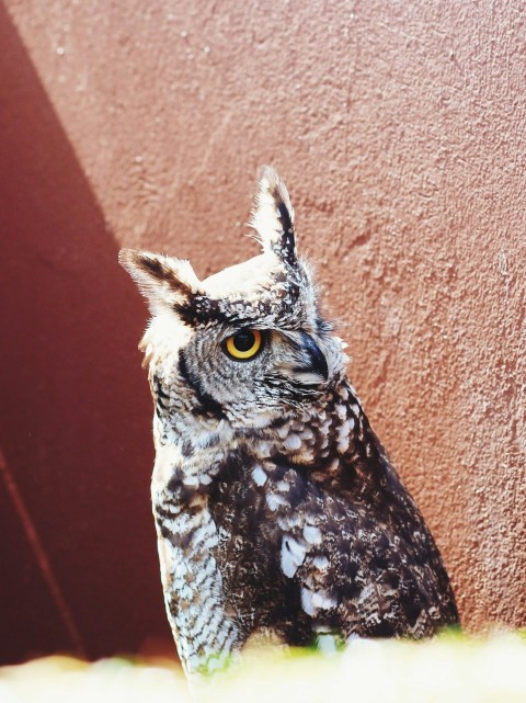 a close up of an owl near a wall r7hxOy4