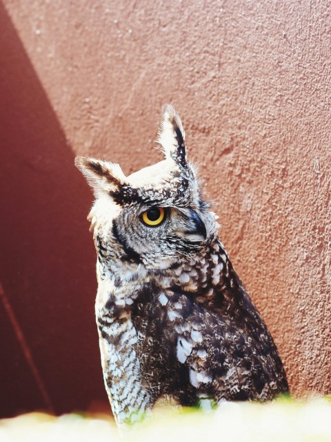 a close up of an owl near a wall r7hxOy4