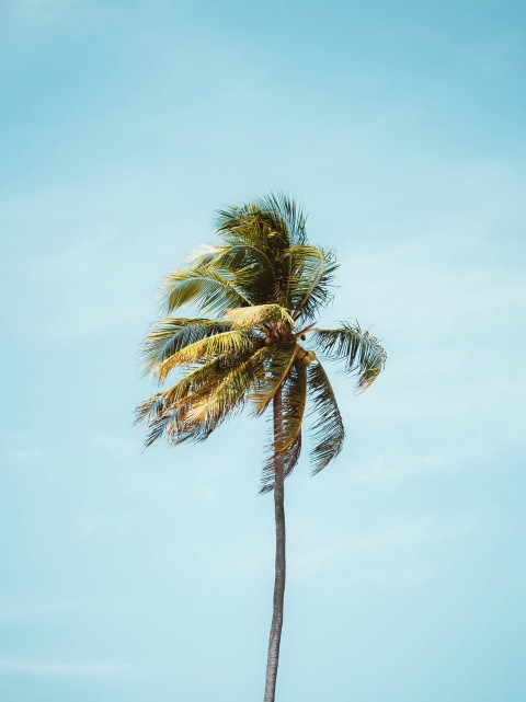 green palm tree under blue sky during daytime I0