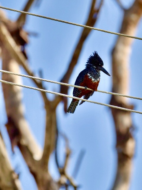 a bird sitting on a wire next to a tree