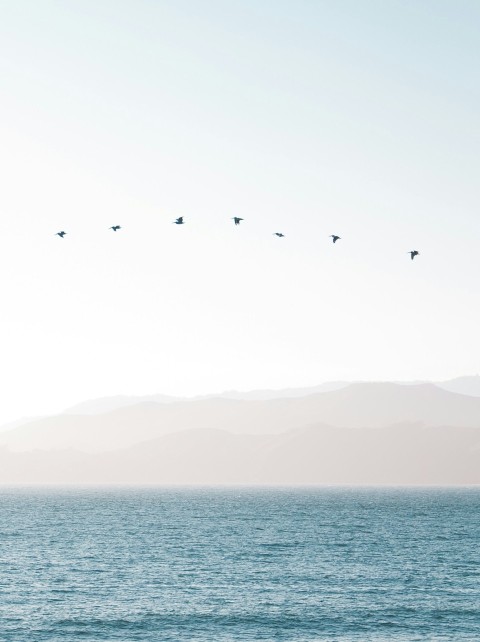 bird flying above water under white sky during daytime photo