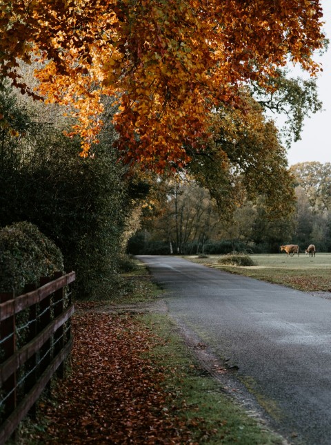 road in park DS